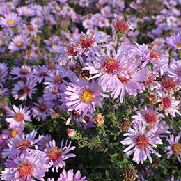 aster dumosus rosea